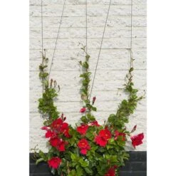 Nature Ensemble De Treillis Métallique Pour Plantes Grimpantes 2 Pcs -Mobilier De Jardin Soldes nature ensemble de treillis metallique pour plantes grimpantes 2 pcs 3666722194532 1176893